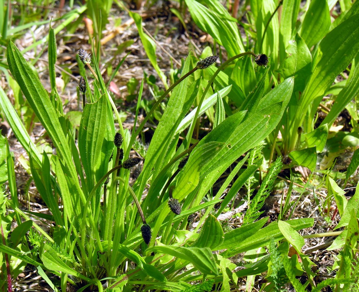 Plantago lanceolata: llantén menor, usos y cultivo
