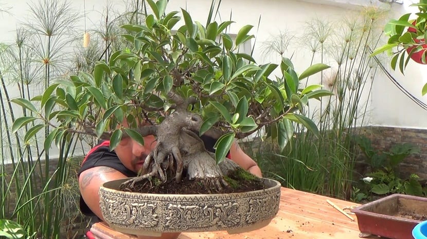 l ficus microcarpa ginseng es un bonsái perenne