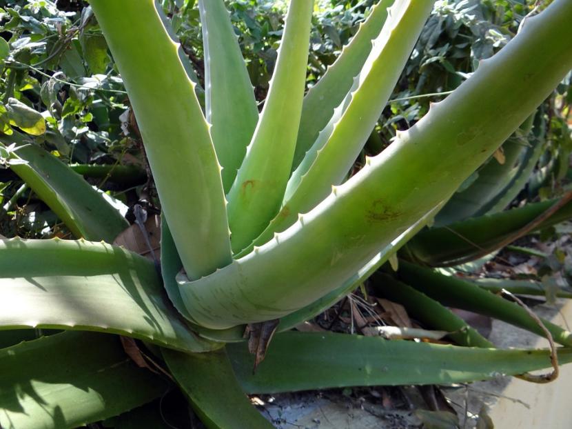 Aloe vera