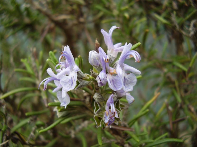 Flores de romero