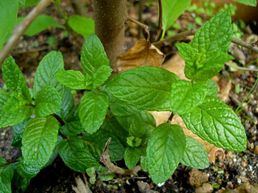 Planta de menta