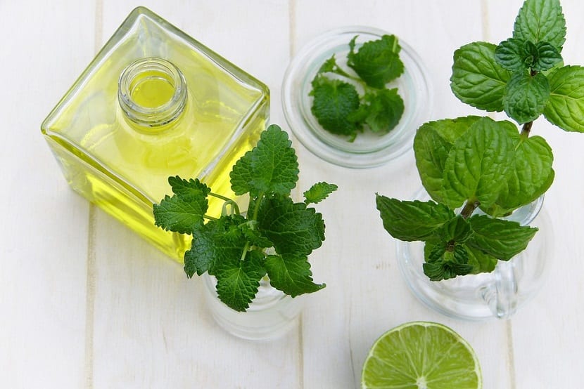 planta curativa y medicinal