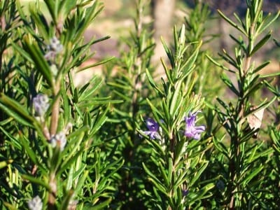 Romero cultivado en maceta
