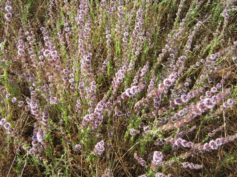 hierba aromatica que crece en el monte