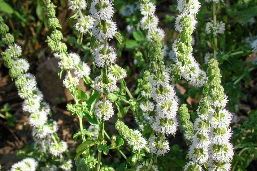 planta con flores de color blanco que tienen fines medicinales