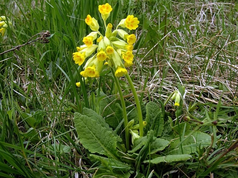 Características de Primula veris