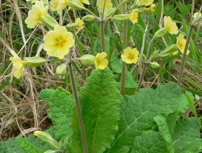 Propiedades de Primula veris