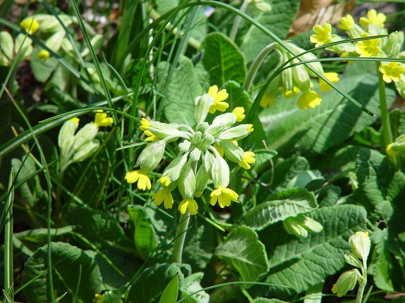 Usos de Primula veris