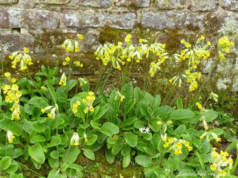 Primula veris: la bellorita, cultivo y usos reales