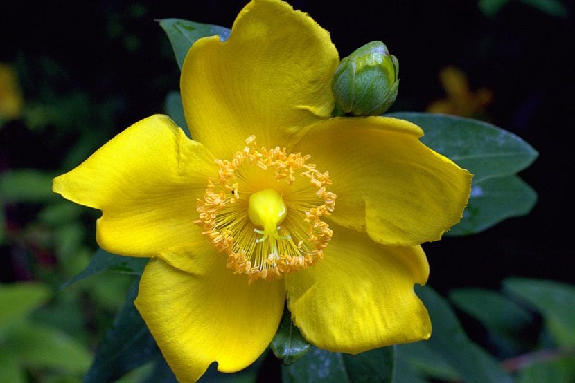 Flor amarilla del hipérico