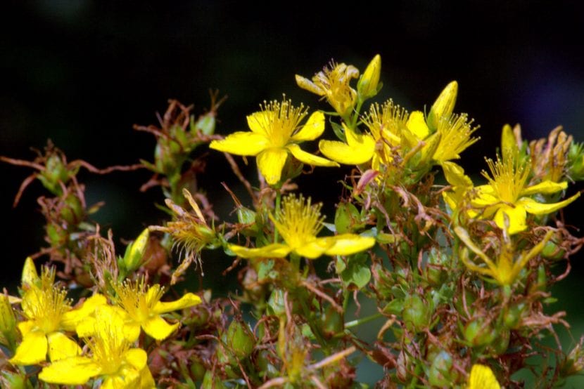 Hipericum perforatum en flor