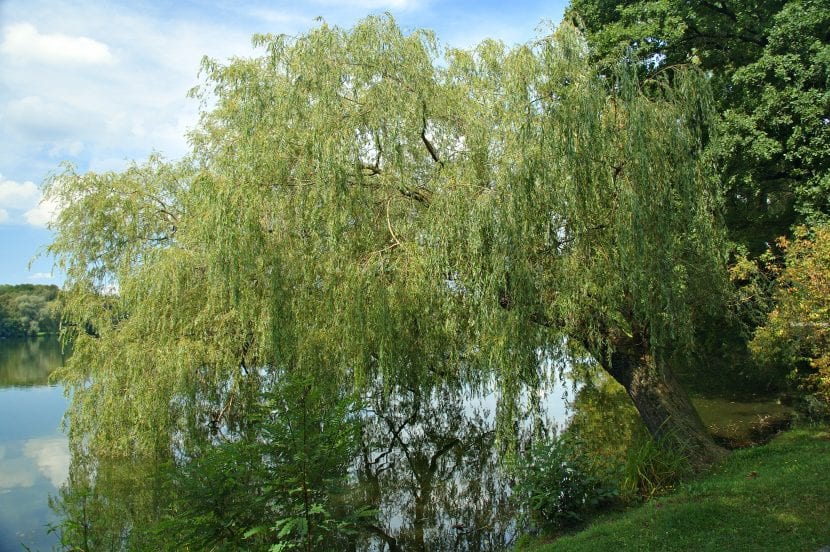 Sauce, el árbol del que se aisló la salicina