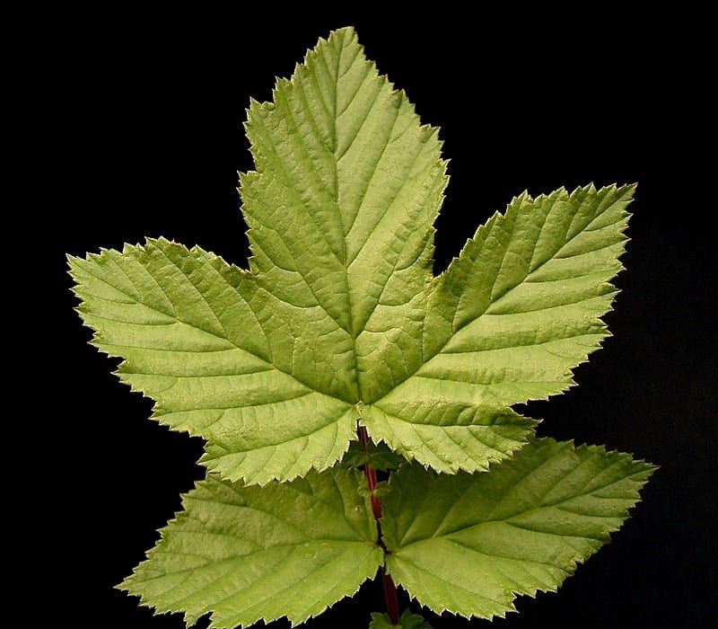 Hoja de la Reina de los prados