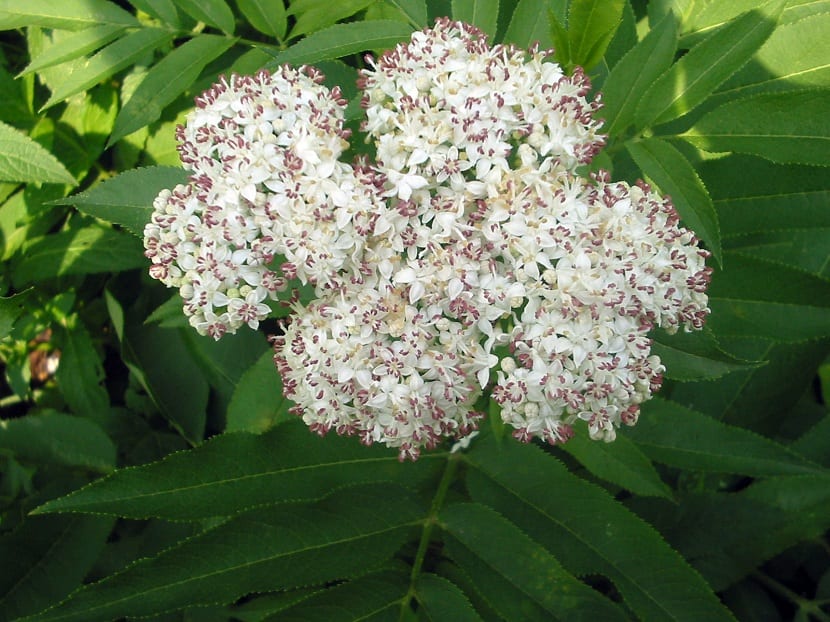 Detalle del Sambucus ebulus