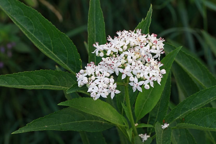 Flor del yezgo