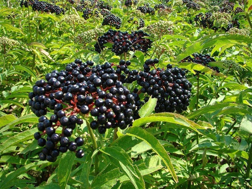 Frutos del yezgo