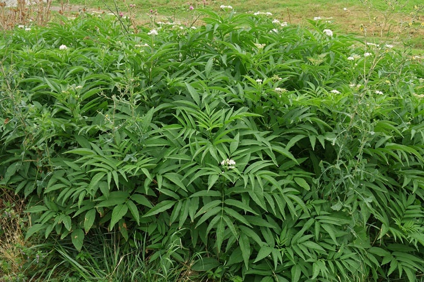 Yezgo (Sambucus ebulus): tóxico y parecido al saúco