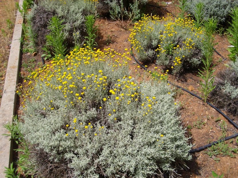 Santolina chamaecyparissus en un jardín
