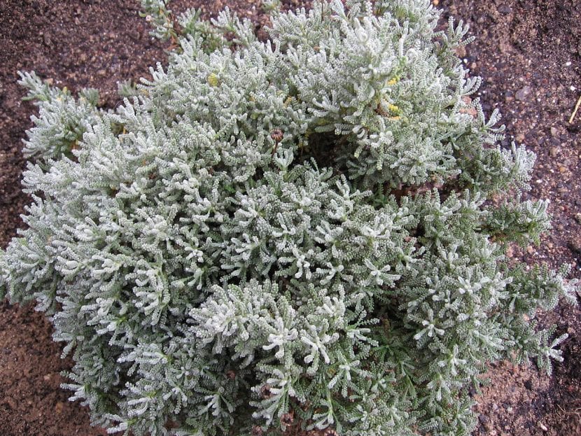 Planta joven de Santolina chamaecyparissus