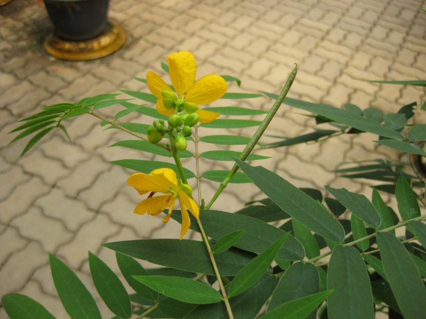 Flor amarilla de la sena, Senna alexandrina