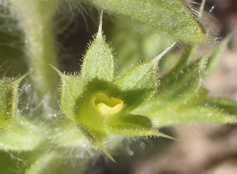 Detalle de la flor de zahareña