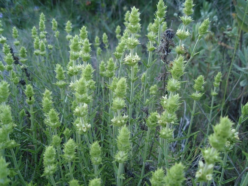Sideritis angustifolia