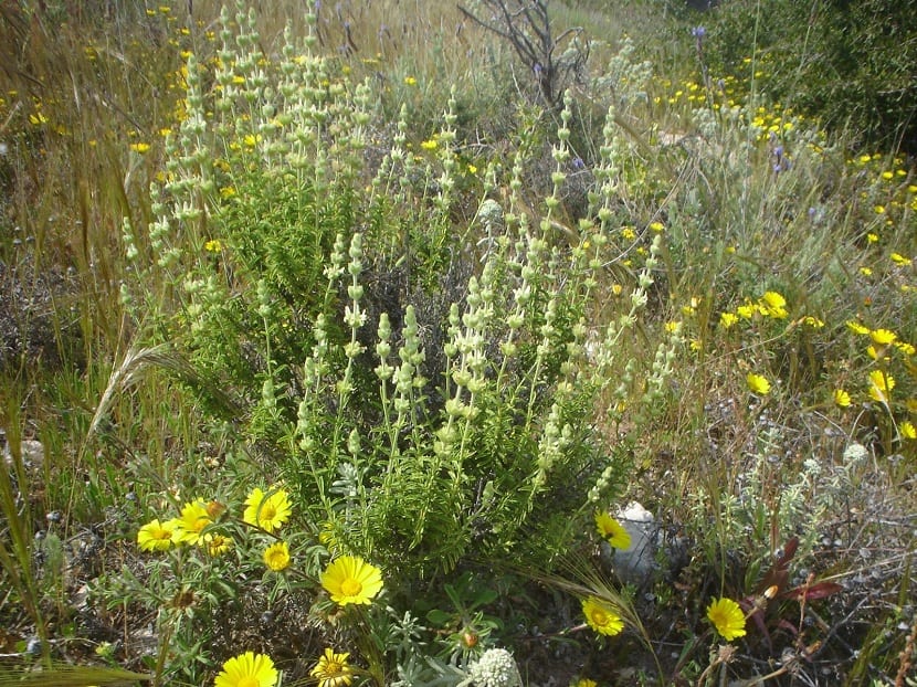 Sideritis angustifolia: zahareña, cultivo y recolección legal