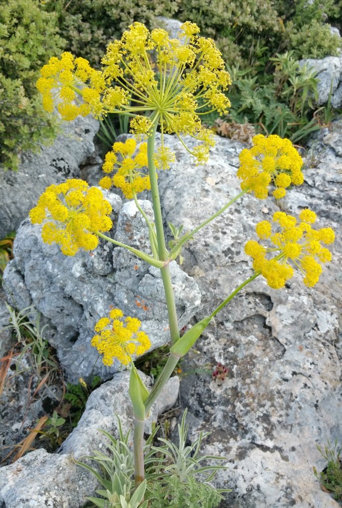 Ferula tingitana, una de las umbelíferas propuestas como candidata al silfio