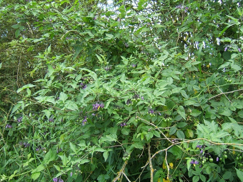 Cuidados de la Solanum dulcamara