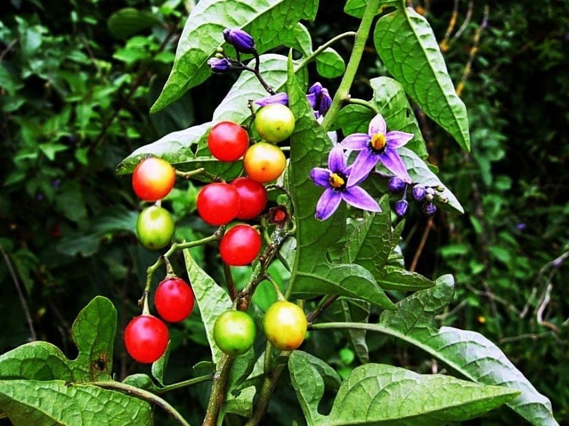 Frutos toxicos de la dulcamara