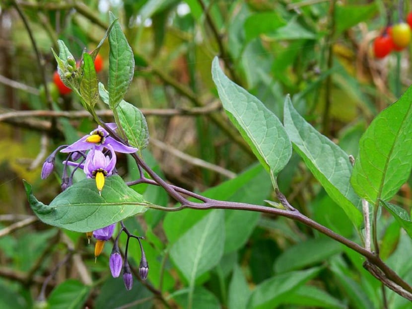 Solanum dulcamara