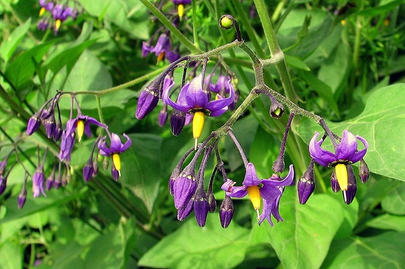 Dulcamara (Solanum dulcamara): planta tóxica de ribera