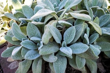 Hojas de Stachys byzantina cubiertas de pelo blanco y denso