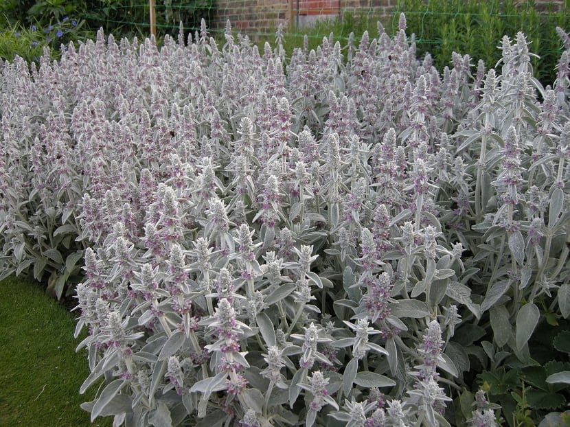 plantas en flor llamadas Stachys byzantina