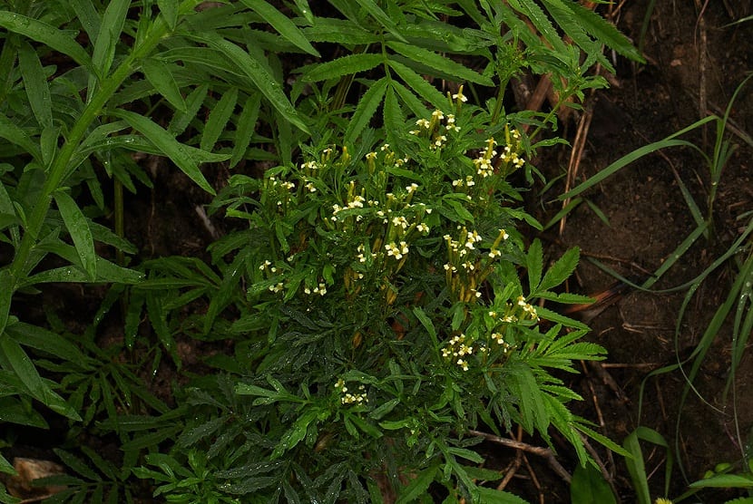 arbusto con pequenas flores de color amarillo