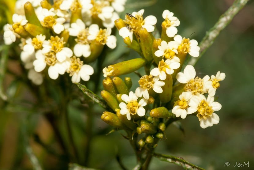 imagen de cerca de las flores del Tagetes minuta
