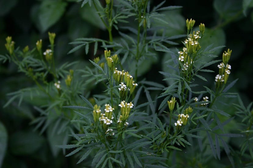 imagen de cerca de las flores del Tagetes minuta