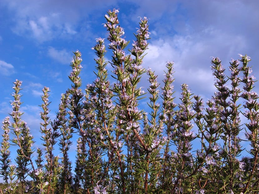 arbusto con flores moradas llamado romero