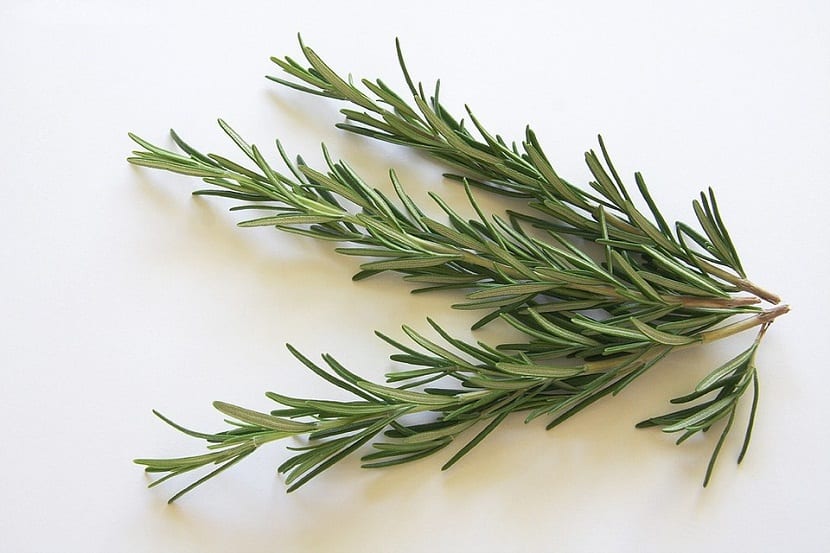 rama de planta aromatica llamada romero