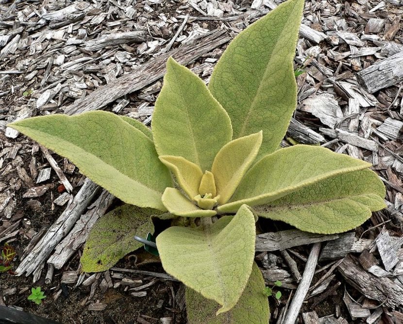 Vista del Verbascum epixanthinum