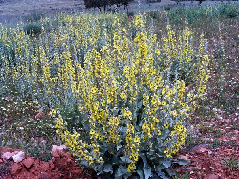 Verbascum sinuatum en hábitat