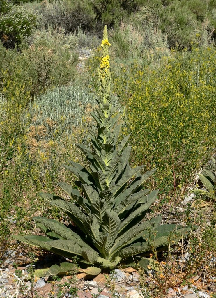 Vara floral de Verbascum thapsus con flores amarillas