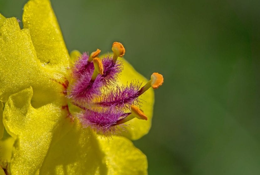 Las flores del Verbascum son amarillas