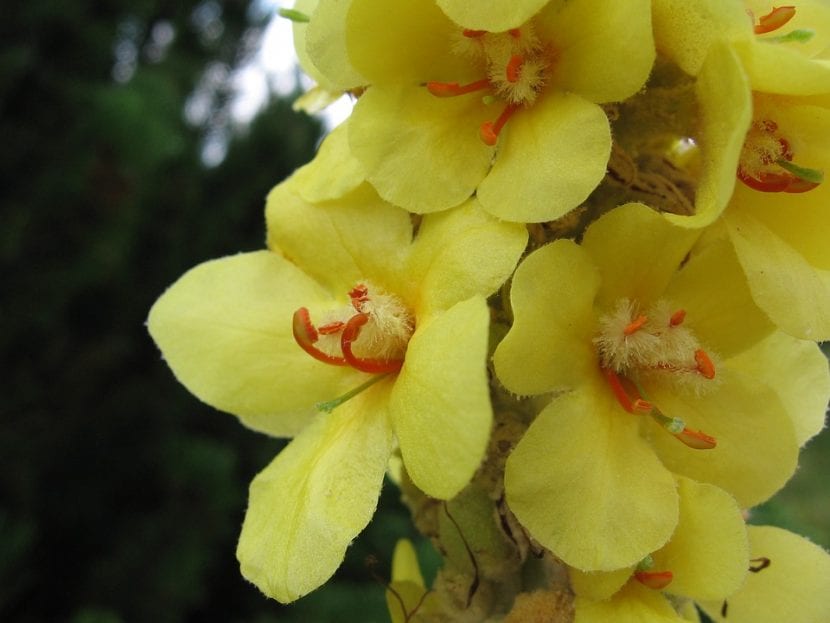 El Verbascum es una planta herbácea