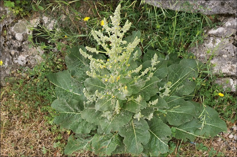 Vista del Verbascum pulverulentum