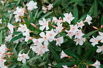 adelfa blanca