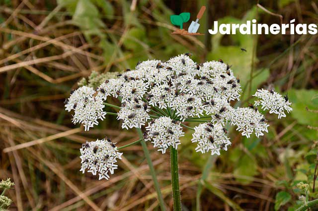 Cicuta