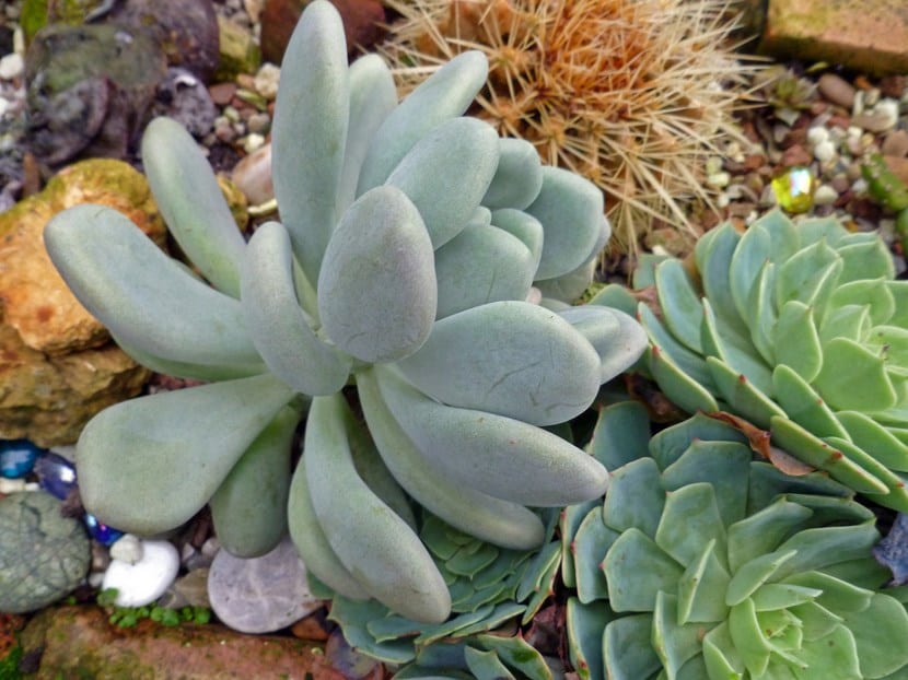 Pachyphytum bracteosum: cuidados de la suculenta pachifito