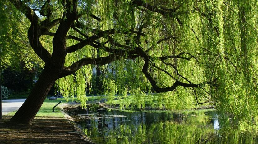 Tres documentales sobre plantas que merecen las horas