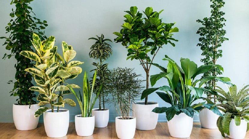 Plantas verdes de interior: cómo mantenerlas sanas más tiempo
